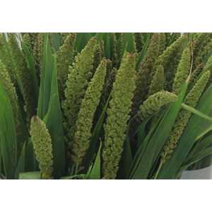 Setaria Lowlander