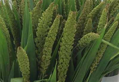 Setaria Lowlander