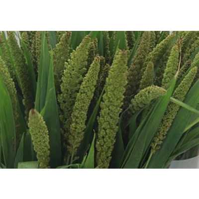 Setaria Lowlander