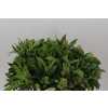 Skimmia J Kew Green Ex