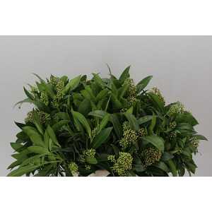 Skimmia J Kew Green Ex