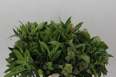 Skimmia J Kew Green Ex
