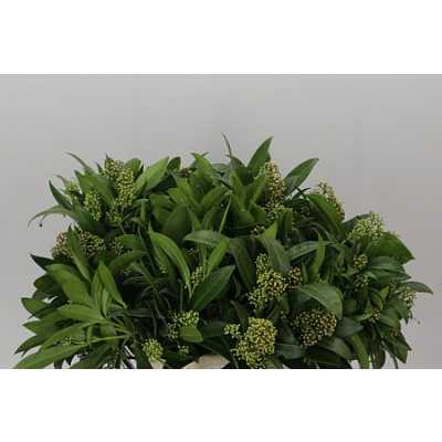 Skimmia J Kew Green Ex