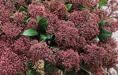 Skimmia J Red
