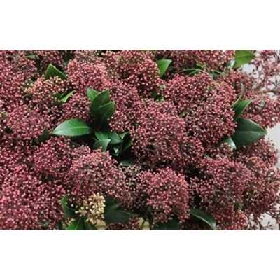 Skimmia J Red