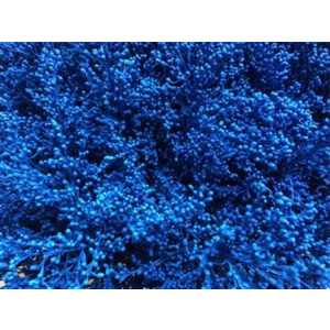 Sol Painted Blue