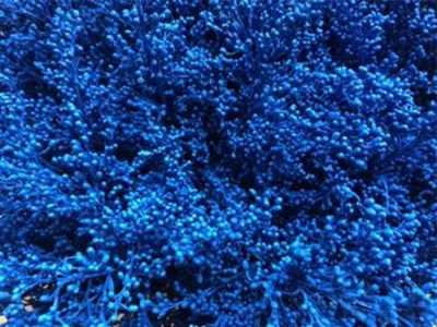 Sol Painted Blue