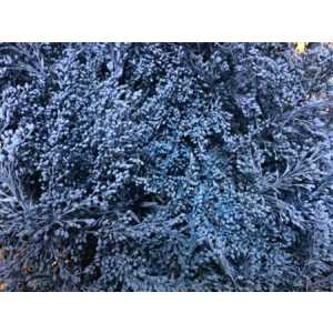 Sol Painted Blue Pale