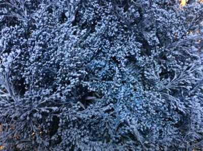 Sol Painted Blue Pale
