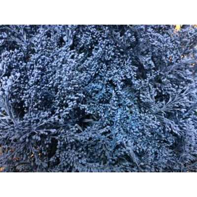 Sol Painted Blue Pale