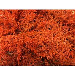Sol Painted Orange