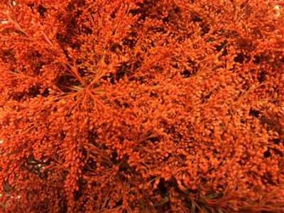Sol Painted Orange