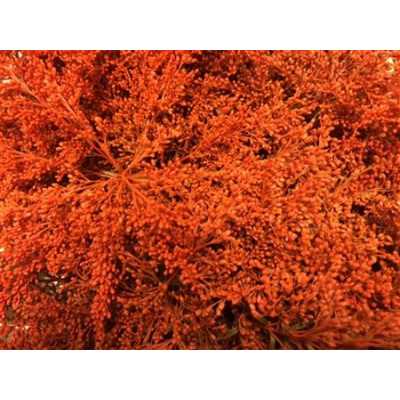 Sol Painted Orange