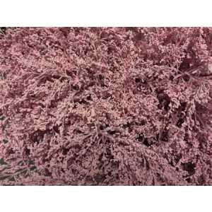 Sol Painted Pink Pale