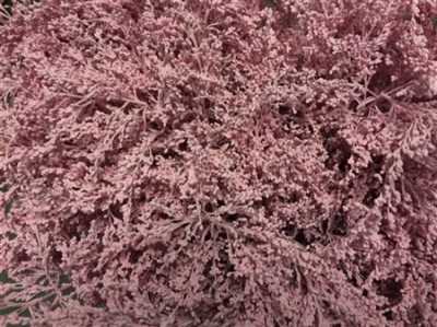 Sol Painted Pink Pale