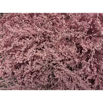 Sol Painted Pink Pale
