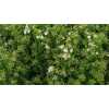 Spiraea Snowmound