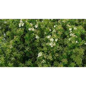 Spiraea Snowmound
