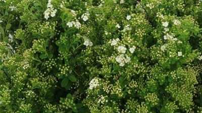 Spiraea Snowmound