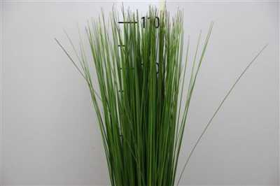 Steel Grass X20
