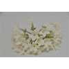 Stephanotis Bloemen X25