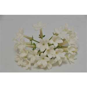 Stephanotis Bloemen X25