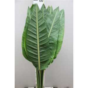 Strelitzia Blad