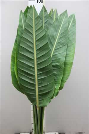 Strelitzia Blad