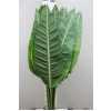 Strelitzia Blad Super