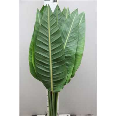 Strelitzia Blad Super