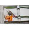 Strelitzia Holland X12