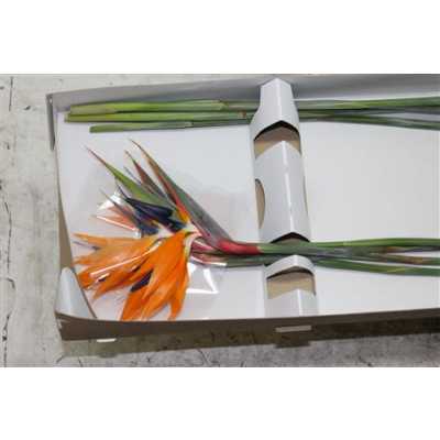 Strelitzia Holland X12