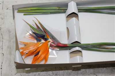 Strelitzia Holland X8