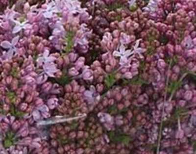 Syringa Lavaliensis