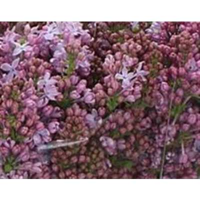 Syringa Lavaliensis
