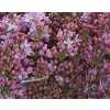 Syringa Lavaliensis