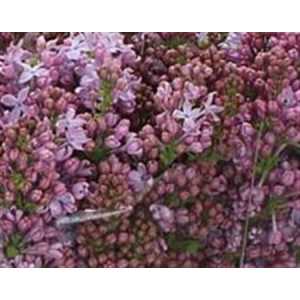 Syringa Lavaliensis