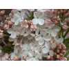 Syringa Maiden's Blush