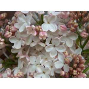 Syringa Maiden's Blush
