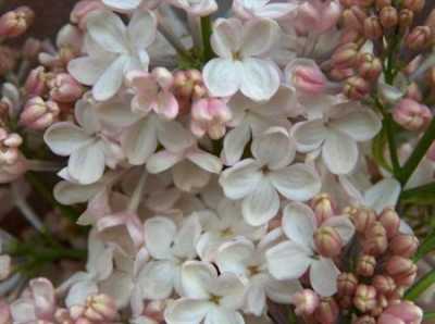 Syringa Maiden's Blush