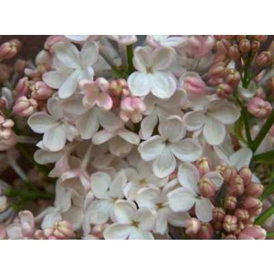 Syringa Maiden's Blush