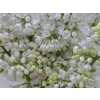 Syringa Stepman