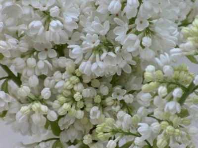 Syringa Stepman