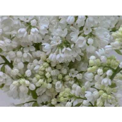 Syringa Stepman