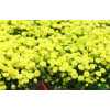 Tanacetum Pa Amazone