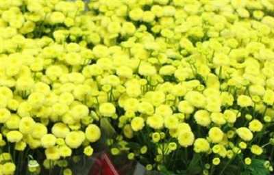 Tanacetum Pa Amazone