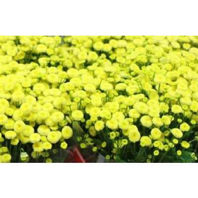 Tanacetum Pa Amazone