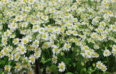Tanacetum Pa Single Vegmo