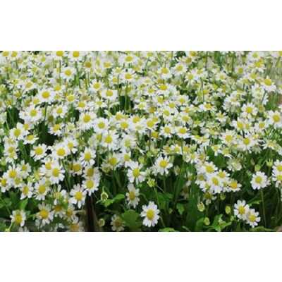 Tanacetum Pa Single Vegmo