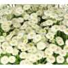 Tanacetum Rio